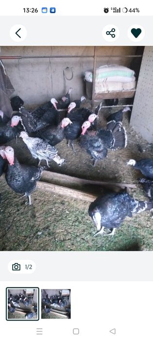 Induk kilosi 70 ming