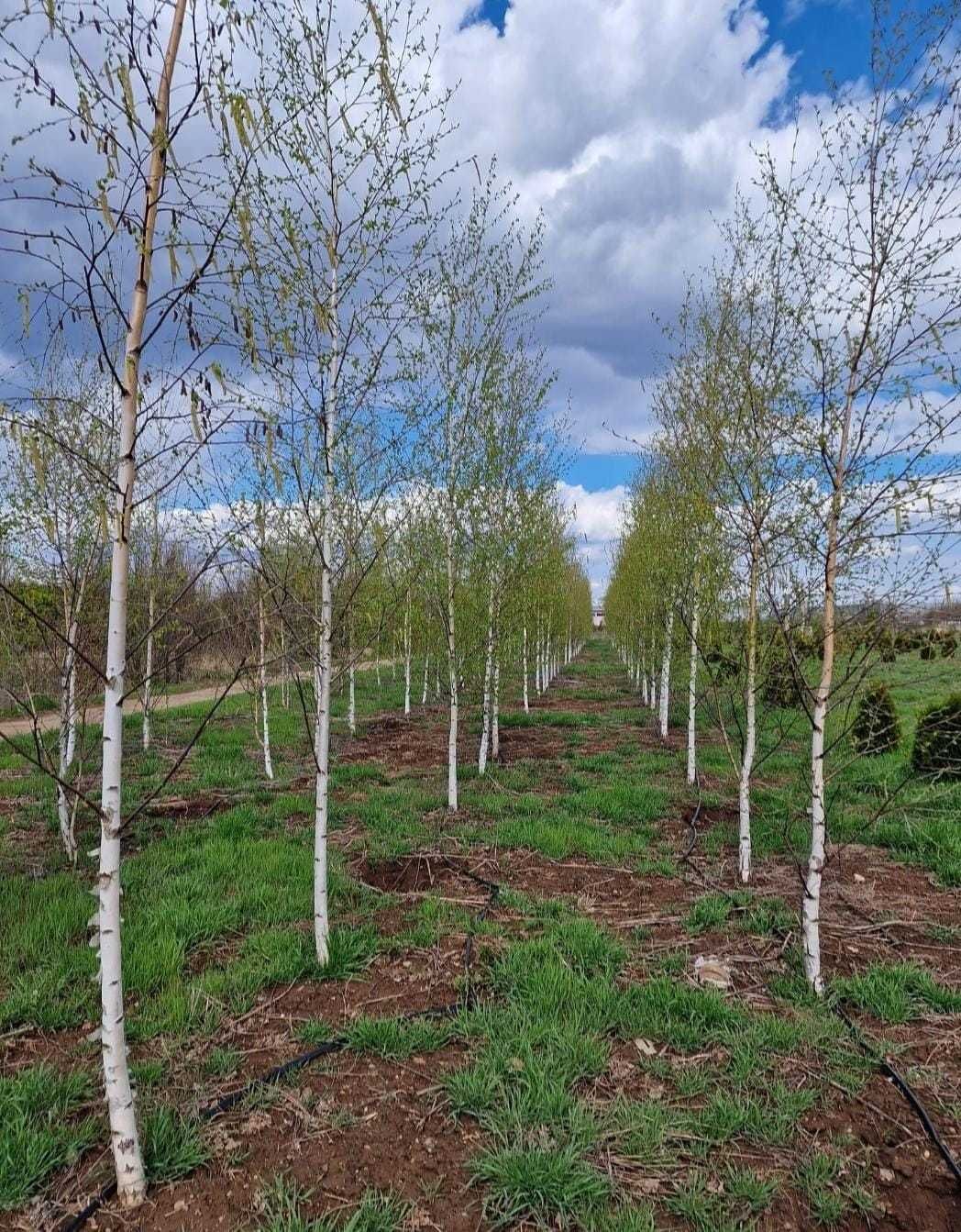 Mesteacan alb betula, en-gross