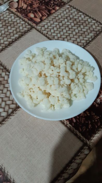 Vând ciupercă tibetană pentru kefir de lapte