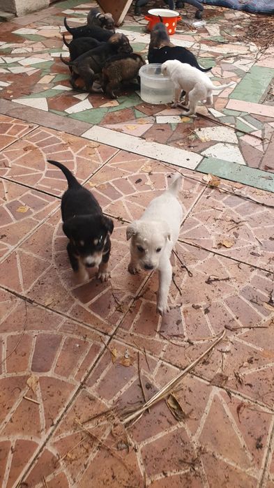 Щенки раздаем даром