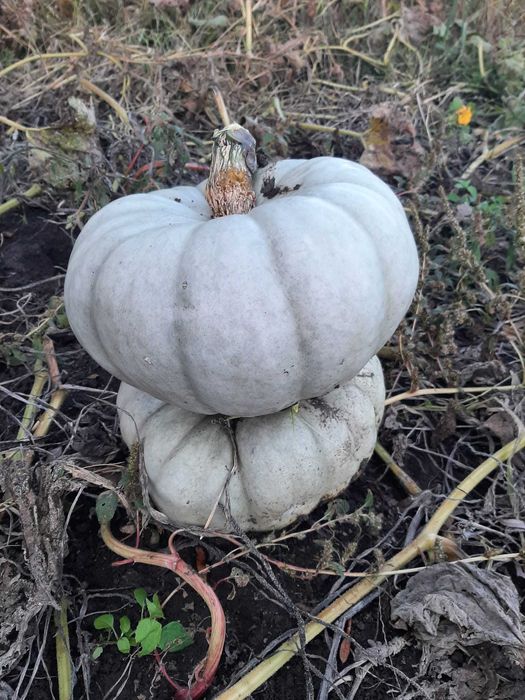 dovleac de copt samson/ de casa