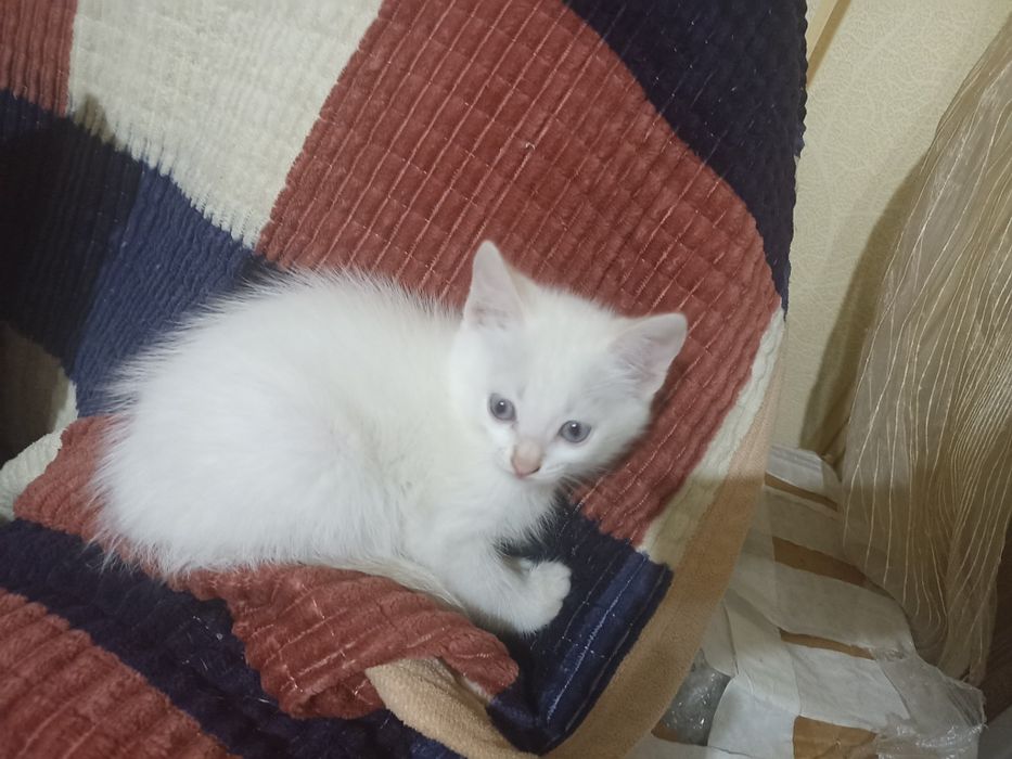 Отдам в добрые руки котенка 2месяца есть все подряд,приучен к лотку...