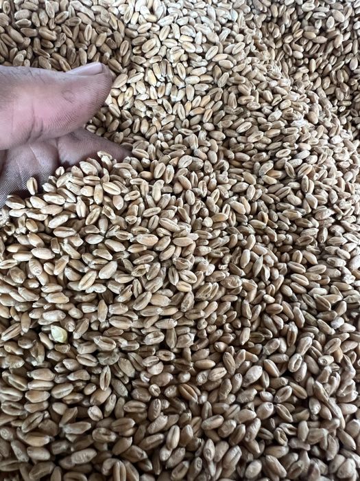 Vand grau de samanta Rubisko c1