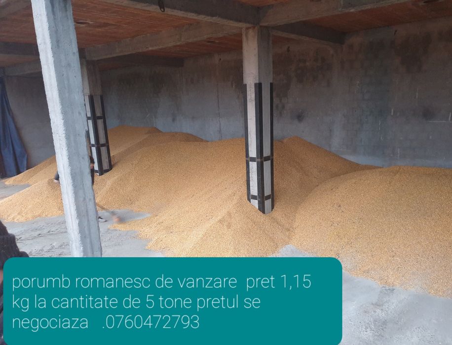 porumb de vanzare