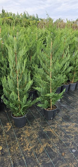 Leylandii gard viu / Platani /Mesteacăn alb