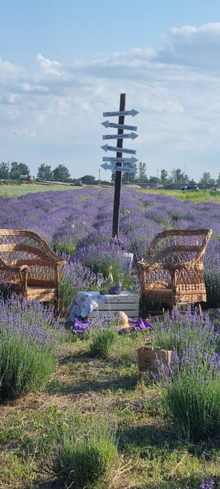 Tufa lavanda de 4 ani plantata