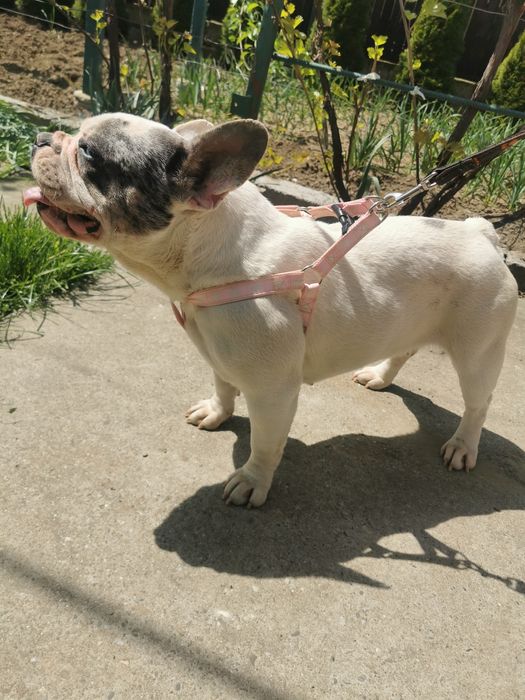 Buldog francez femela