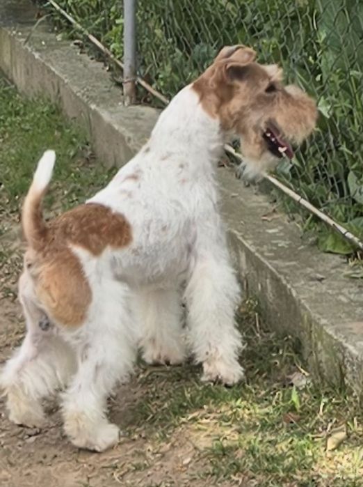 Mascul fox terrier campion