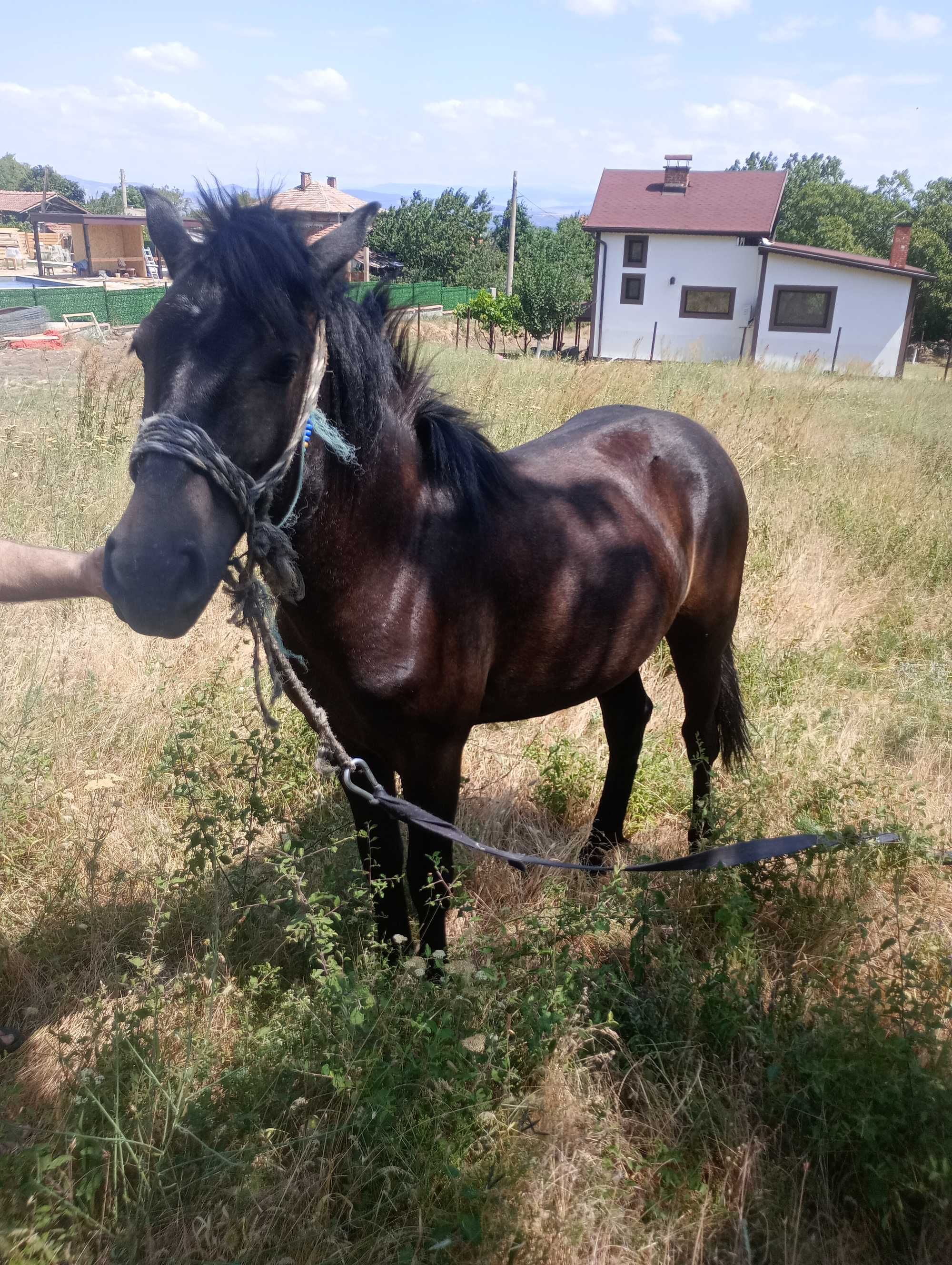 Продава се женско конче