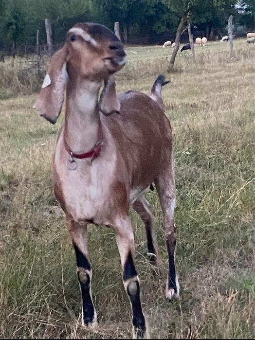 Vindem capre anglonubiene