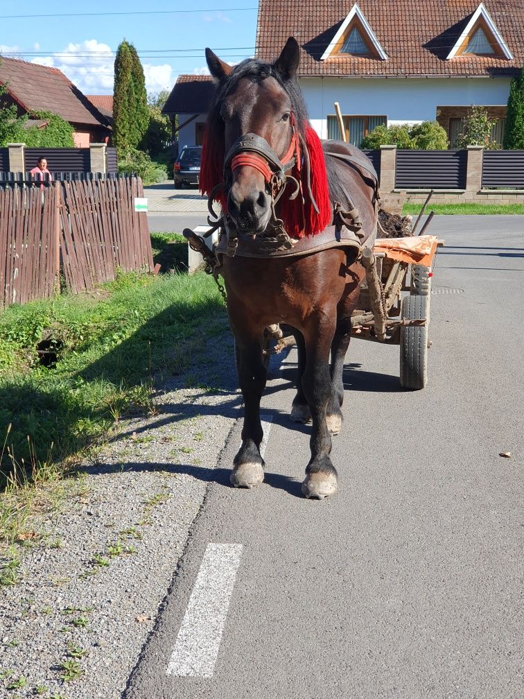 Vând armasar de 4 ani