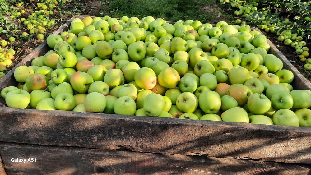 Vând Mere Falticeni