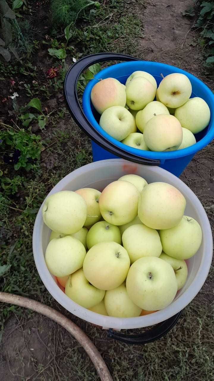 Продам яблоки сладкие с дерева