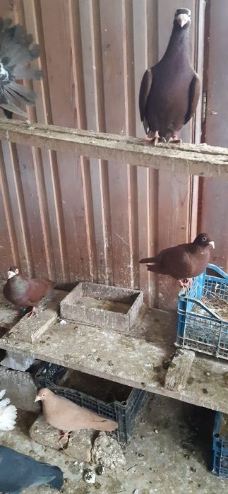 Porumbei voiajori germani si voiajori stil vechi galbeni ..roșii