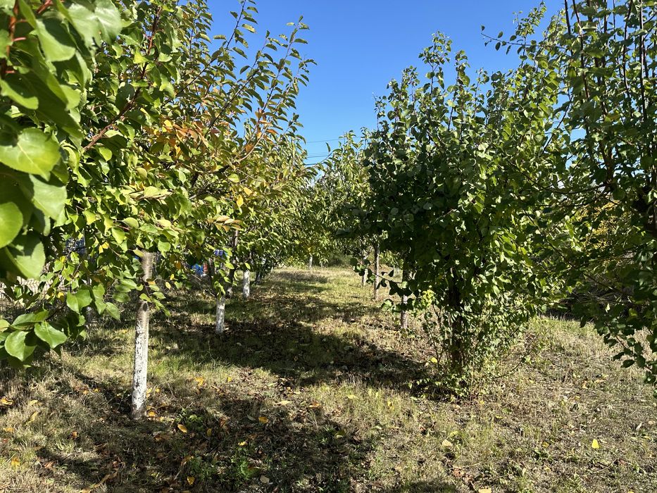 Teren cu casuta, foisor si livada in Valea Calugareasca