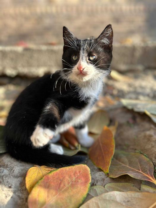 Отдам котёнка в хорошие руки