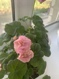 Пеларгония Miss Rose rosebud (Южно-Корейская селекция)