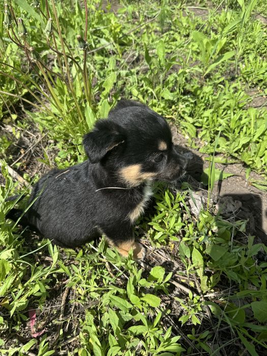 Отдам в добрые руки щенят!Доставка по городу