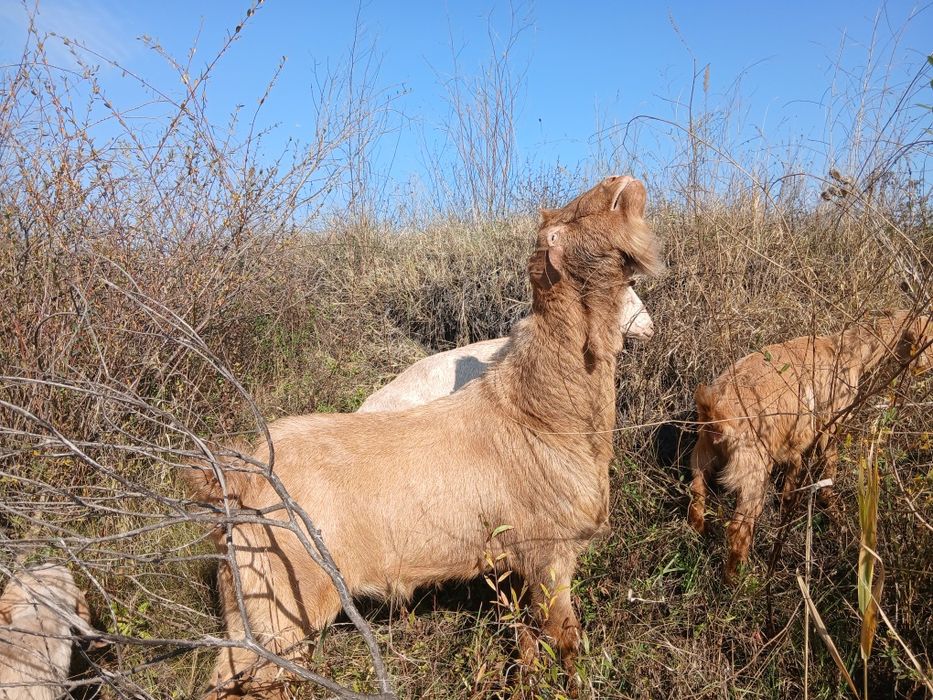 Пръч козел много активен.