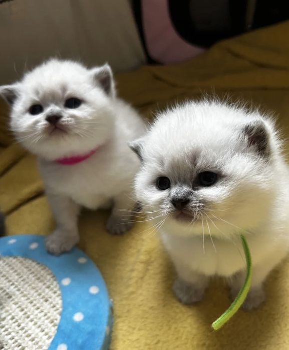 Британска късокосместа