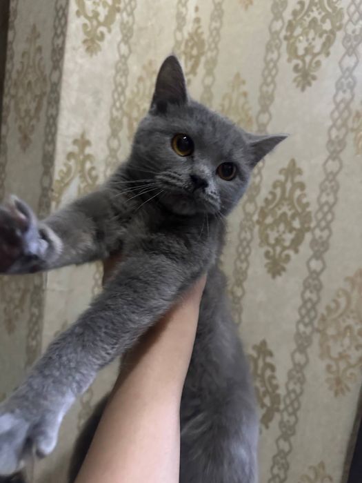 Skotish trayt mushuk