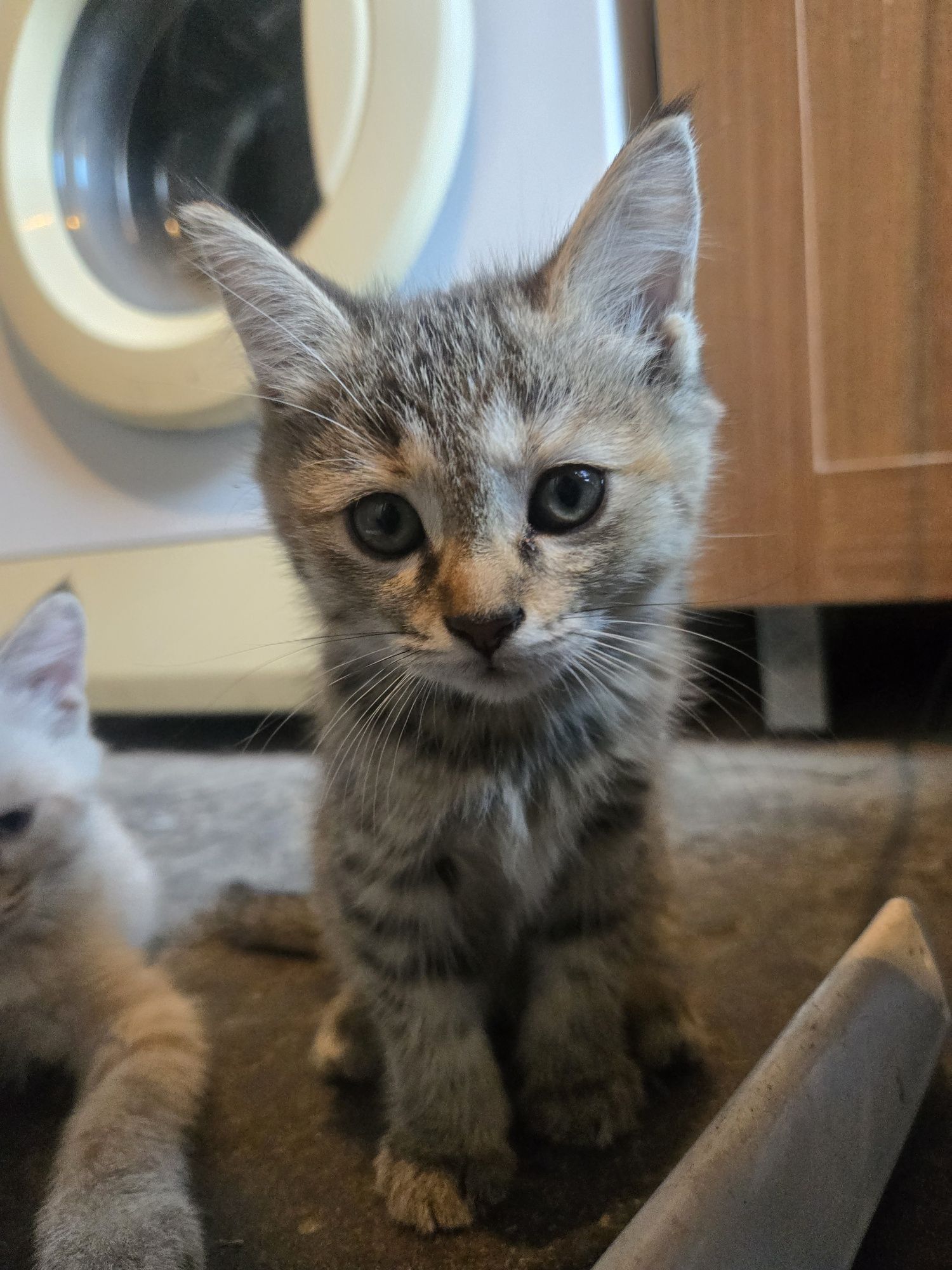 Котята окраса табби