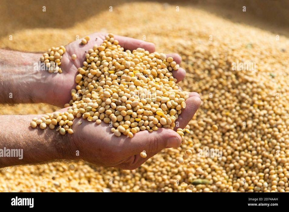 Soia boabe recolta 2025, preț  2,50 lei/kg