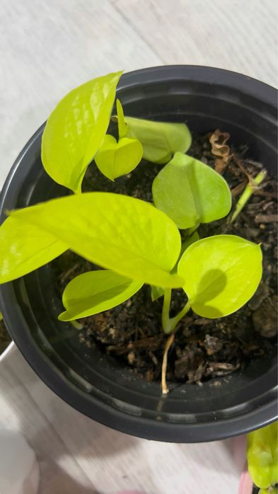 Продам лиану Неон