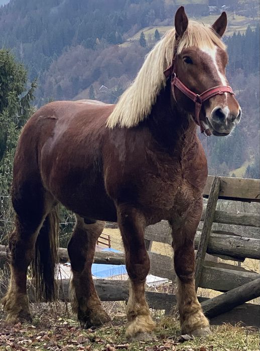 Mânz in varsta de 2 ani jumătate