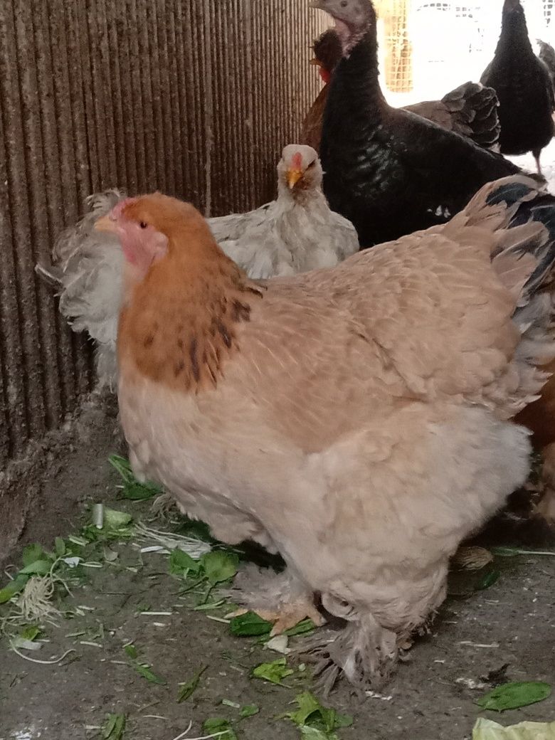 Продам яйца породы брама для разведения цыплят яйца свежие куры привит