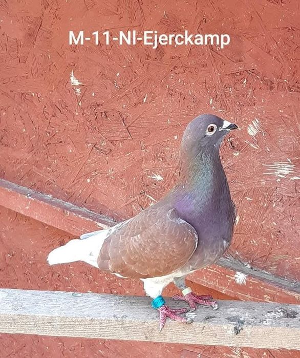 De vinzare !! F - Ejerkamp ÷ Menne.