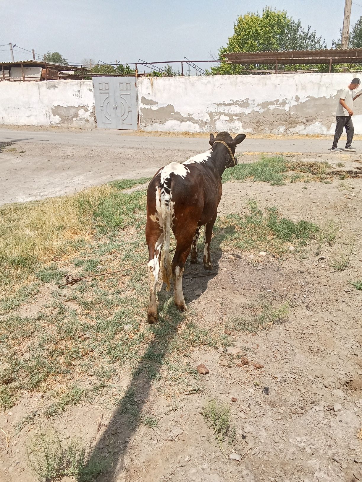 Гуножин пародали