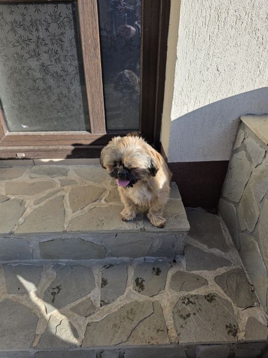 Adoptie,donez catelusi bisoni fata si baiat