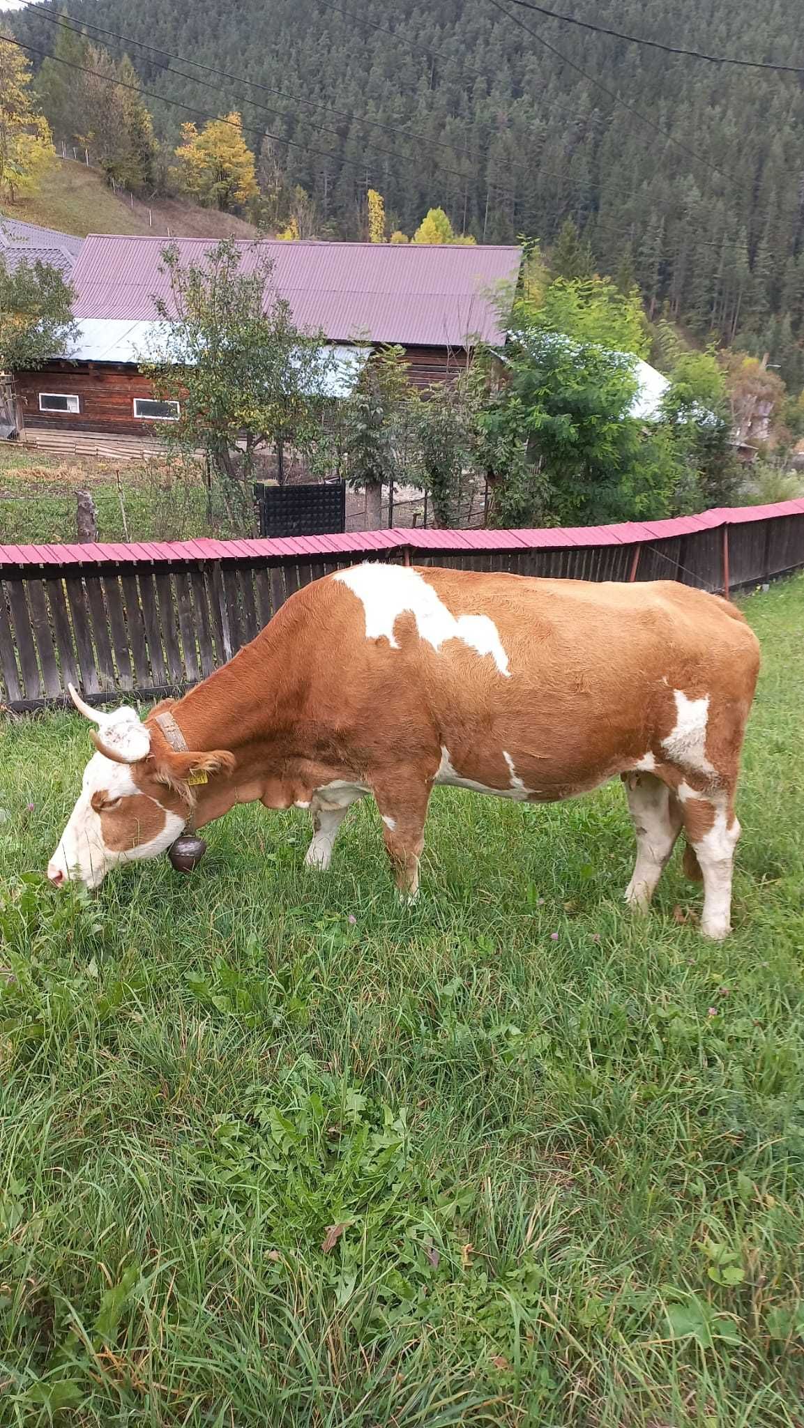 Vacă bălțată românească