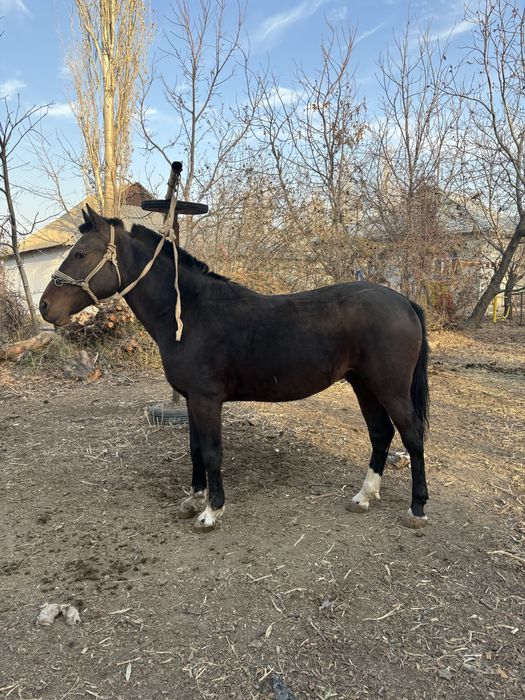 Құнан сатылады жағдайы жақсы