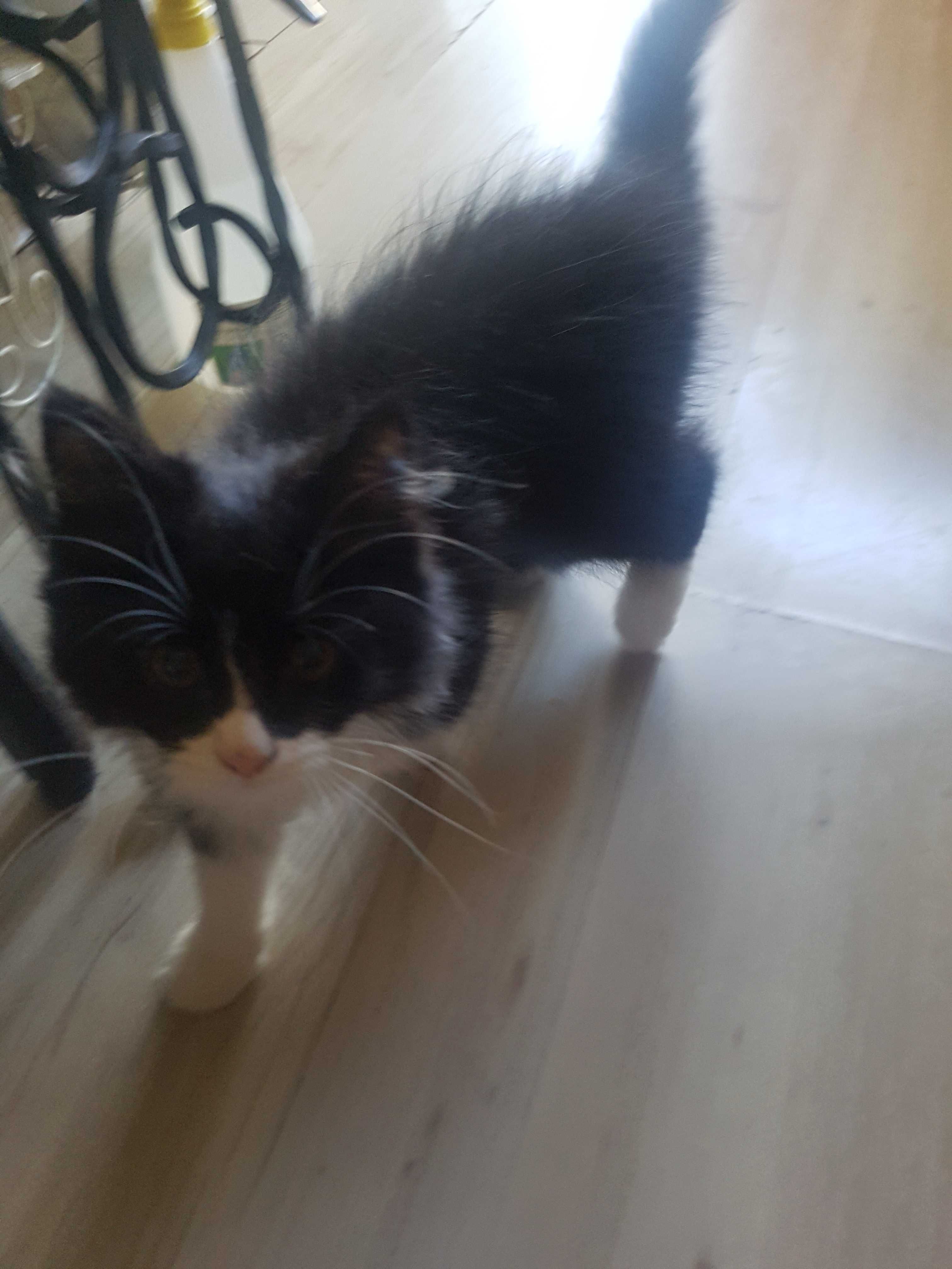 Персийско котенце