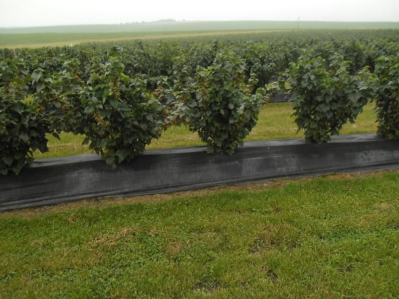 Afin de cultura, coacaz negru si rosu