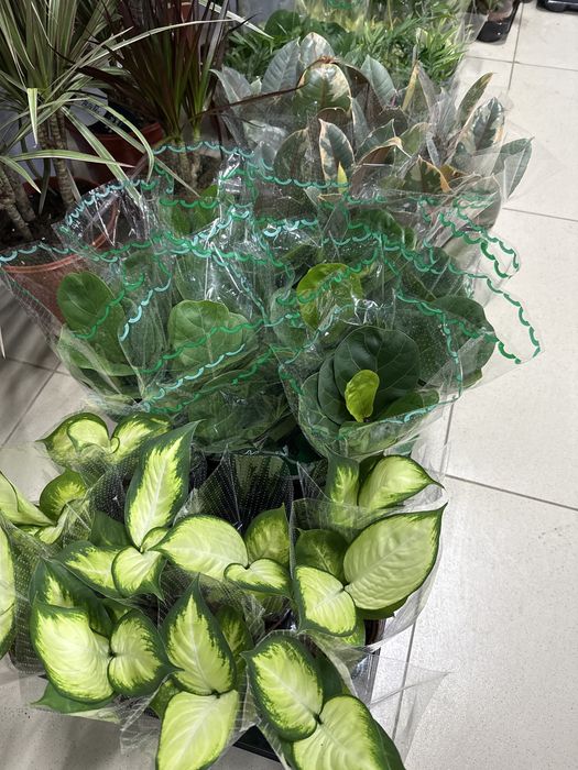 Комнатные растения дешевые