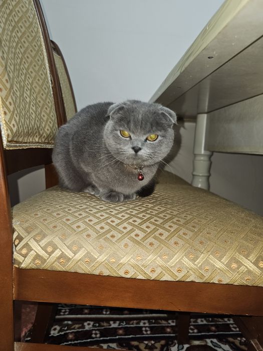 Скотиш фолд 1 йош