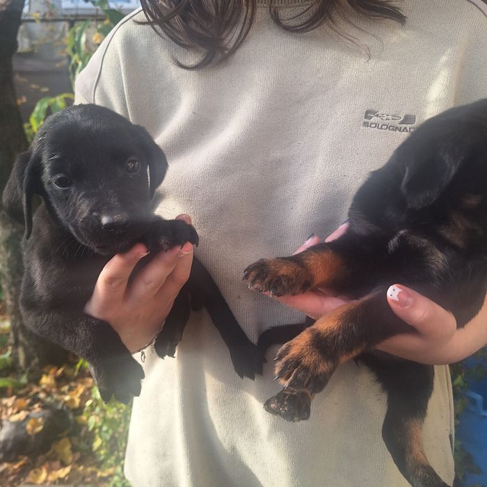 Donez 6 căței metis