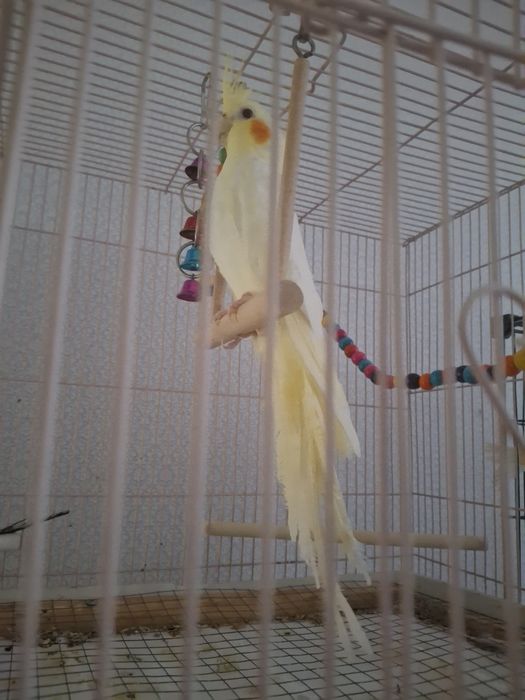 Молодой птенец кореллы