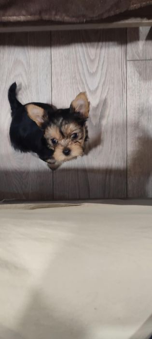 Йорки. Прекрасен представител на породата