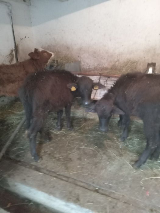 Animale Domestice viteluse de vanzare