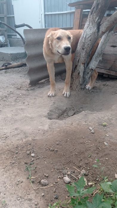 Продается срочно собака Алабай