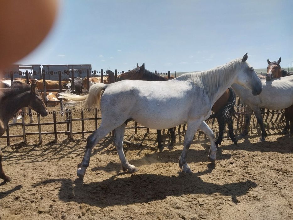 Сельхоз.животные.