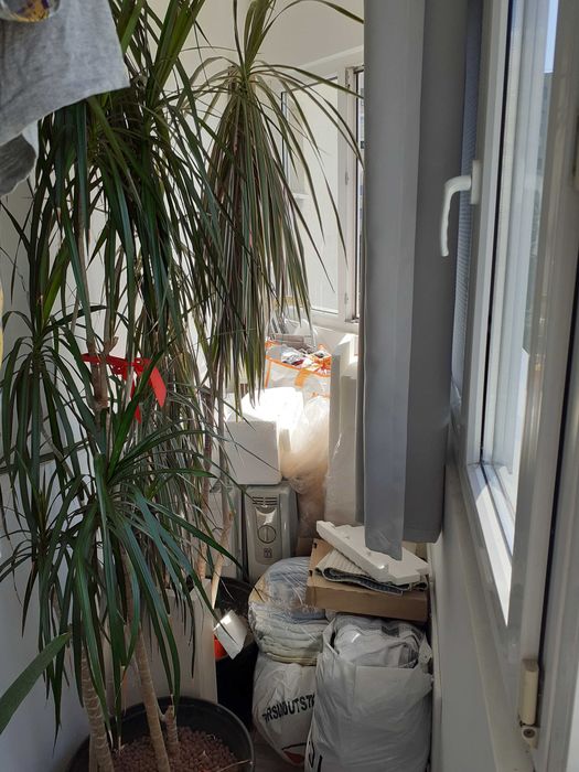 Plante ornamentale mari pt birou/ apartament