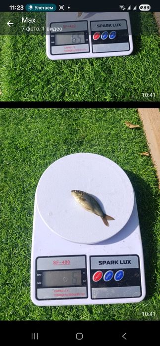 Продам мальков карп сазан  все вопросы по телефону