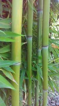 Бамбук / Bambusa aspera
