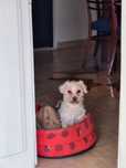 Donez Bichon Bolognese
