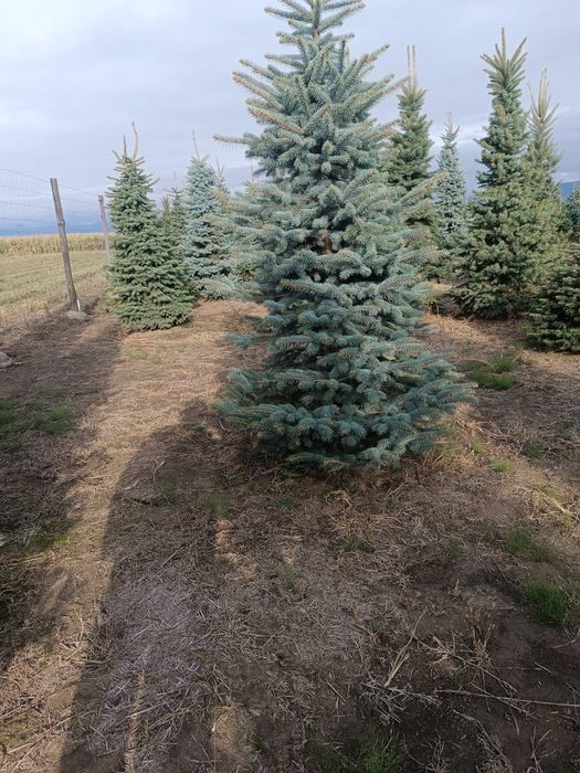 Brazi Arginti Verzi de la 2 la 5 m